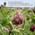 Хофицин 180 таблеток — изображение 2